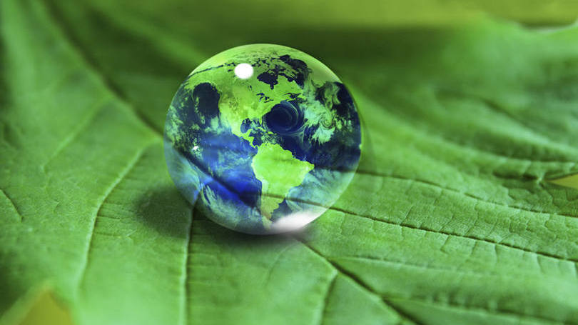 EUCALIPTO TRATADO E SUSTENTABILIDADE